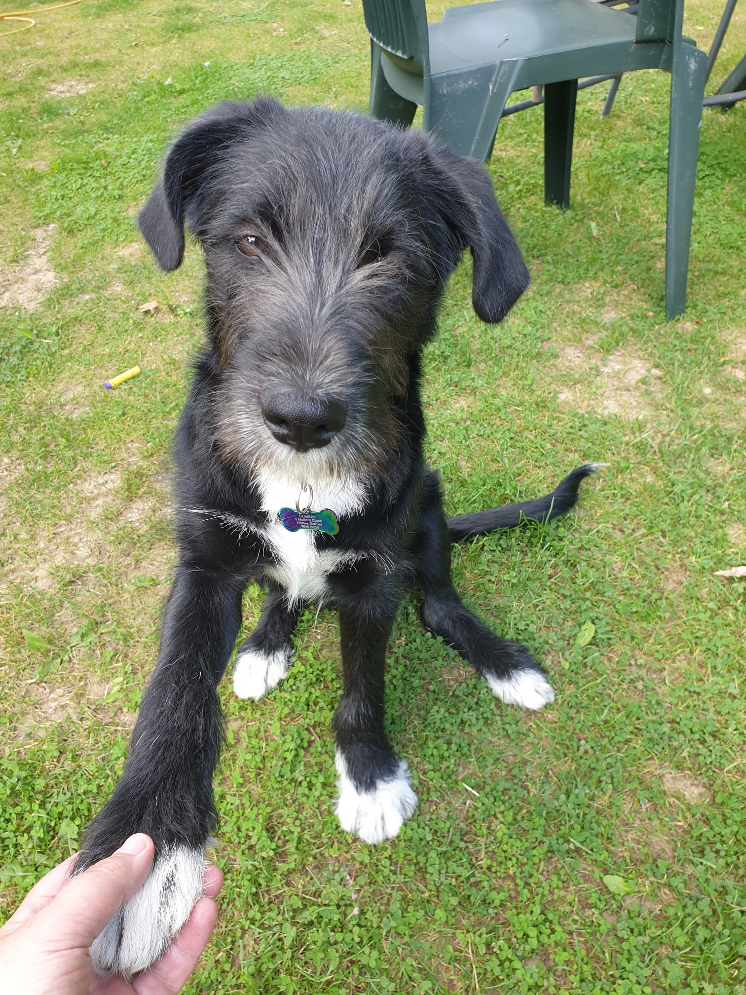 Puppy Training sit and paw